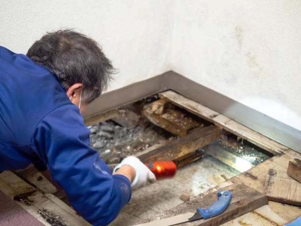 Best Mold Removal and Inspection  in West Wood, UT