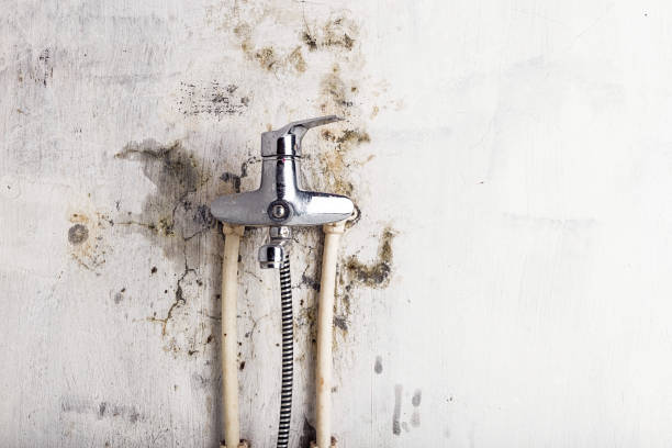 Best Best Mold Removal Companies  in West Wood, UT