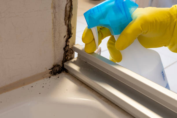 Best Local Mold Removal Service  in West Wood, UT