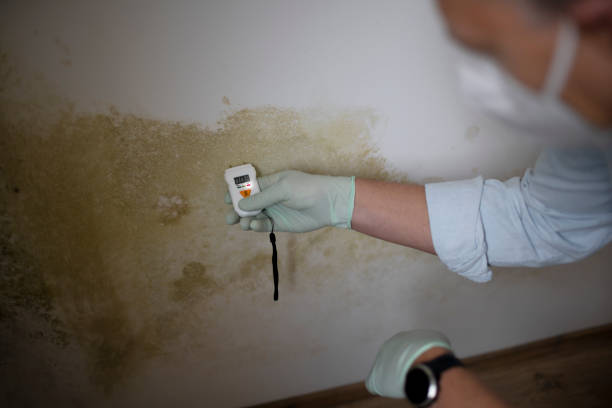 Attic Mold Removal in West Wood, UT