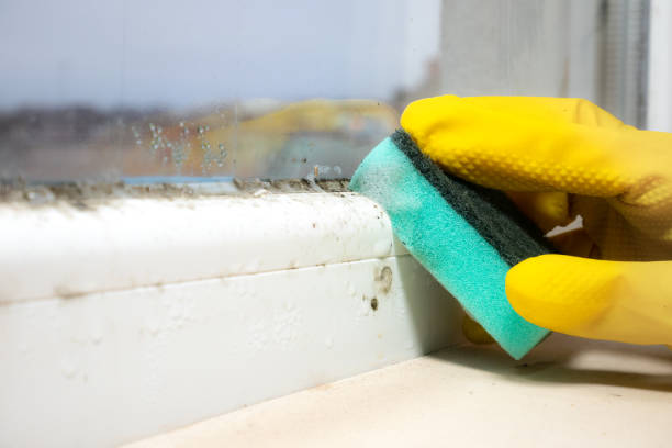 Best Commercial Mold Removal  in West Wood, UT