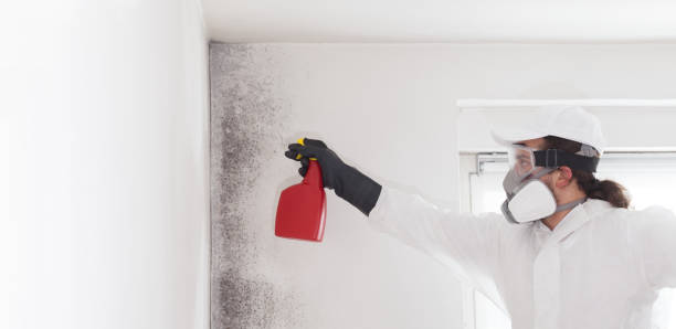 Best Mold Testing  in West Wood, UT