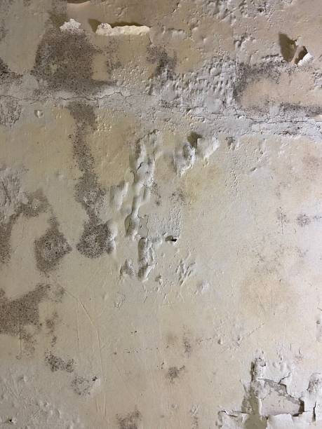 Mold Removal and Inspection in West Wood, UT