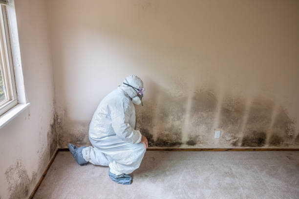 Best Toxic Mold Removal  in West Wood, UT